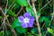 Single periwinkle flower in undergrowth