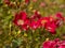 Single petal red rose bush