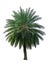 Single Phoenix Dates Palm tree isolated on white background, pinate silver leaf of palmae plant die cut with clipping path