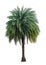 Single Phoenix Dates Palm tree isolated on white background, pinate silver leaf of palmae plant die cut with clipping path