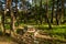 Single picnic table in a grove of evergreen trees.