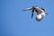 Single Pied Kingfisher flying against blue sky to hunt for food