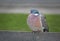 Single pigeon perching on bench