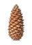 Single pine cone