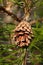 Single Pine Cone - Lodgepole Pine