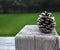 Single pine cone on right, perched on weathered wooden post in front of green grass and trees