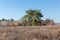 Single pine among field covered with dry grass in autumn