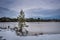 Single pine on the shore of frozen swamp.