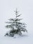 Single pine tree covered with snow