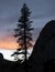 Single Pine Tree in Silhouette against Sunset in Sierras