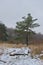 Single pine tree and wooden bridge on heathland countryside after snow