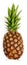 Single pineapple fruit isolated