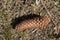 Single pinecone laying on the ground