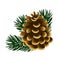 Single pinecone and twigs of pine tree isolated on white background. Sample of the poster, invitation and other cards