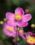 Single pink anemone blossom in a anemone field at botanical garden