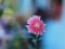 Single pink chrysantemum bloom