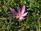 A single pink colchicum flower