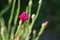 Single pink Cornflower (Centaurea cyanus)