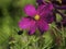 Single pink cosmos flower, closeup