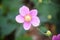 Single pink cosmos flower in a garden setting.