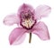 Single pink cultivated orchid flower closeup isolated on white background.