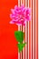 Single pink dahlia flower against abstract white and red striped background
