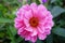 Single pink dhalia flower