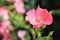 A single pink  floribunda roses in garden