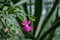 Single pink flower of eastern cactus Hatiora rosea