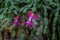 Single pink flower of eastern cactus Hatiora rosea