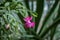 Single pink flower of eastern cactus Hatiora rosea