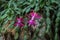 Single pink flower of eastern cactus Hatiora rosea