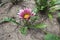 Single pink flower of Gazania rigens in July