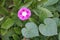 Single pink flower of Ipomoea purpurea