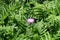 Single pink flower in the leafage of Centaurea dealbata in May