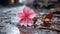 a single pink flower sits on the ground in the rain