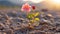 a single pink flower sprouting from the ground in the middle of a field