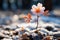 a single pink flower stands out in the snow