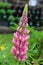 Single pink flower on tall healthy stalk tucked into greenery of bushes in landscaped garden