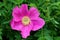 Single pink flower tucked into greenery of bushes in landscaped garden