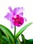 Single pink fresh cattleya orchid isolated