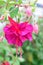 Single Pink Fuchsia Flower