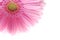 Single pink gerbera