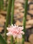 Single Pink Ginger Flower Head