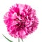 Single pink head carnation flower isolated on a white.