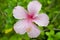 Single pink hibiscus blossom after the rain