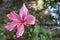 Single pink hibiscus flower