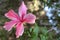 Single pink hibiscus flower