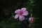 Single pink Hibiscus flower closeup bloom against dark green background of leaves