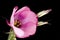 Single pink lisianthus flower